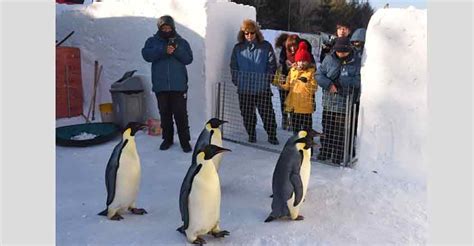 Climate change causing dwindling of emperor penguin colony? | Lifestyle ...