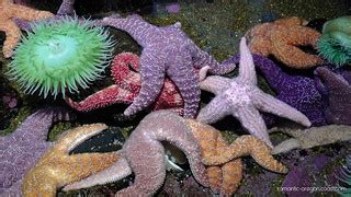 Sea Creatures - Oregon Coast | Sea creatures at the Oregon C… | Flickr