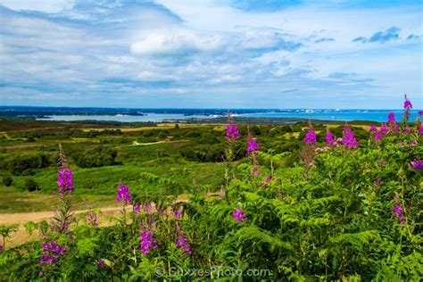 Studland Beach and Heath Dorset - UK Landscape Photography