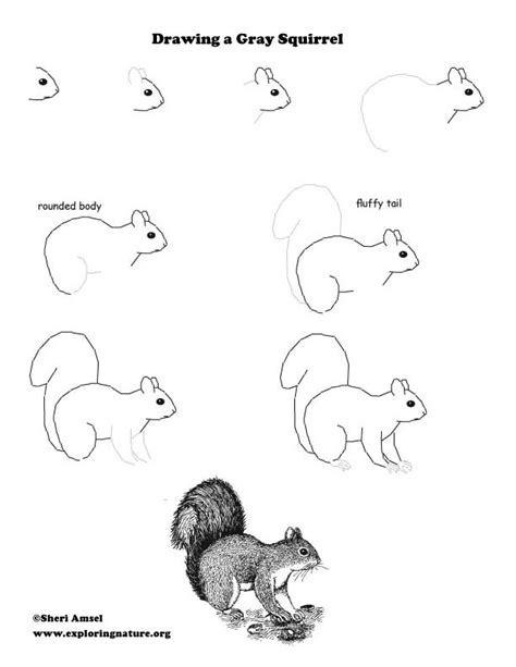 1000+ images about Squirrel anatomy on Pinterest | Squirrel, Red ...