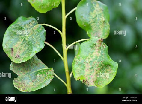 Black spot of pear, scab of pear a fungal disease of pear trees caused ...