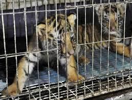 Threats Towards the Bengal Tigers - SAVE THE BENGAL TIGERS