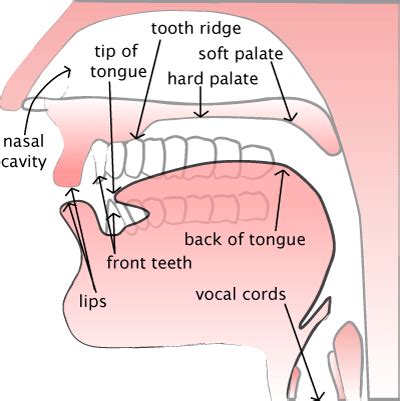 The Vocal Tract — Pronuncian: American English Pronunciation