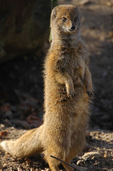 Yellow Mongoose Free Photo Download | FreeImages