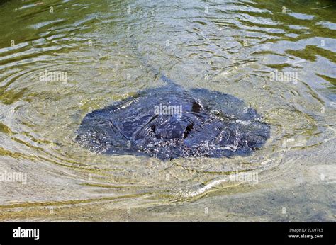 Giant Freshwater Stingray - Himantura dalyensis Stock Photo - Alamy