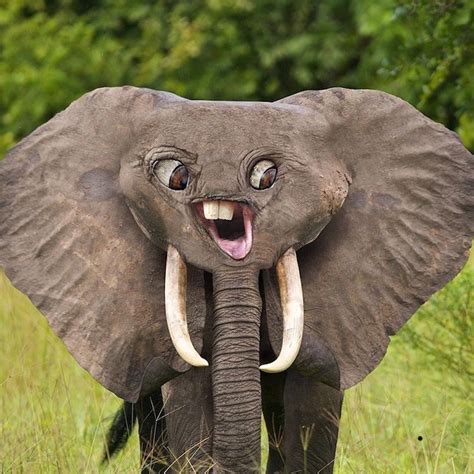 This is why elephants have eyes on the sides of their heads and mouths under their trunks - Meme ...