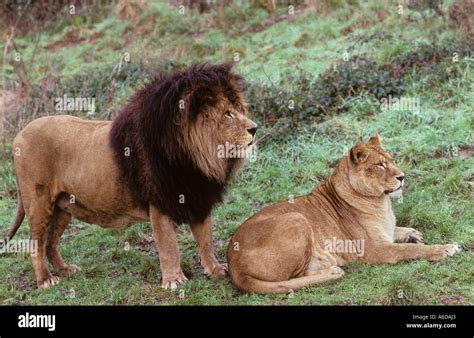 Atlas or Barbary Lion (Panthera leo leo). Extinct in wild formerly Morocco. Captive at Port ...