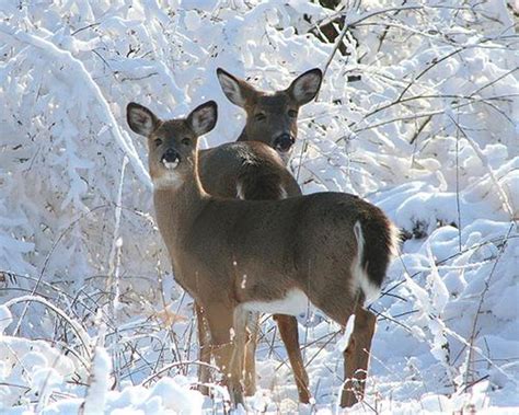 Deer in the snow I Love Snow, I Love Winter, Winter White, Beautiful Creatures, Animals ...