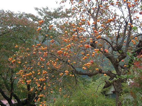 Persimmon Tree Facts | Garden Guides