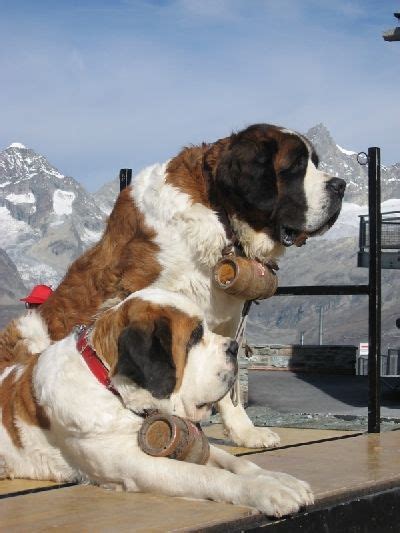 Biggest St. Bernard in the World Big Dogs, I Love Dogs, Dogs And ...