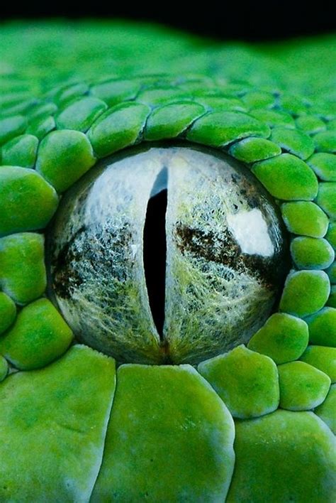 Reptile eye | Reptile eye, Animal close up, Animal photography