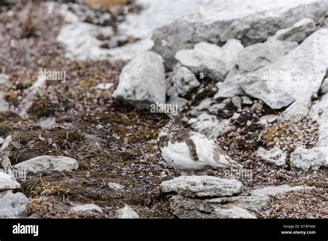 White Tailed Ptarmigan in alpine camouflage Stock Photo - Alamy