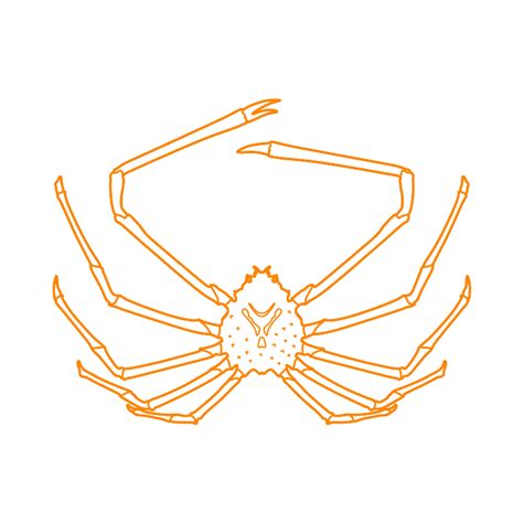 Japanese Spider Crab Compared To Human