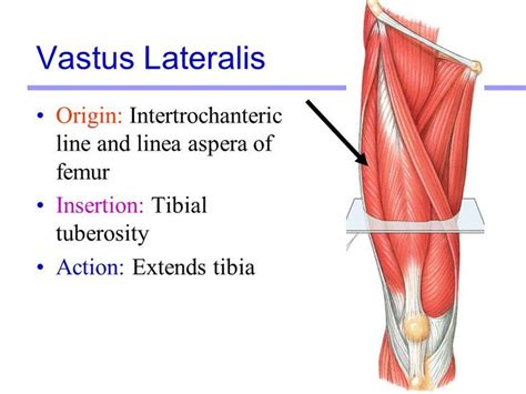 77 best images about Muscle Origins and Insertions on Pinterest | Posts, Triceps and Peroneus longus