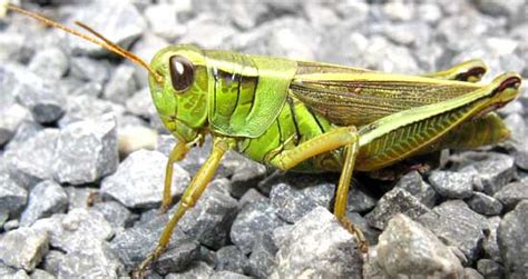 Grasshopper Egg Pods