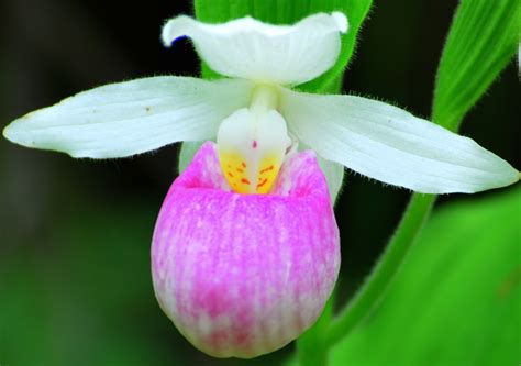 Pink Lady Slipper - Cypripedium | Orchid flower, Pink lady slipper, Orchids