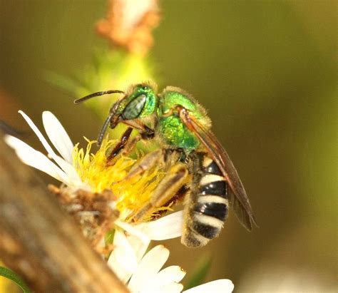 agapostemon virescens | Sweat bees, Sweat bee sting, Bee