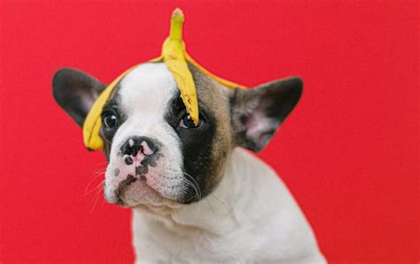 Can Dogs Eat Banana Peels? - PetsWows