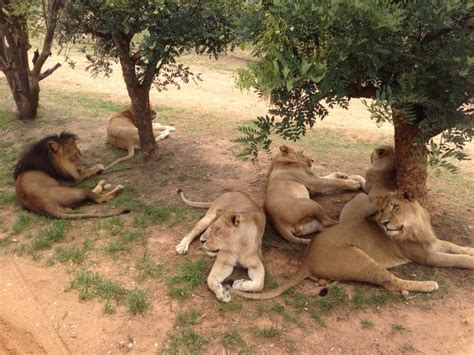 Tourist Tuesday: South Africa Lion Park - Cooking is Messy