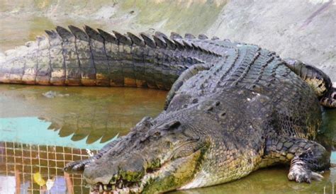 Bechay Blogs: Lolong: the Largest Captured Saltwater Crocodile, Died