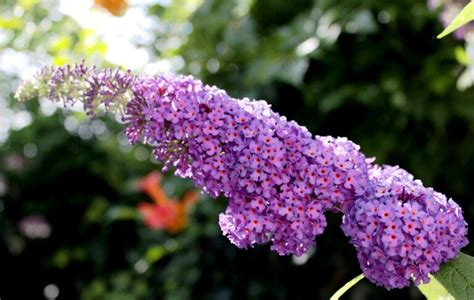 From Cuttings to Blooms: A Step-by-Step Guide to Butterfly Bush ...