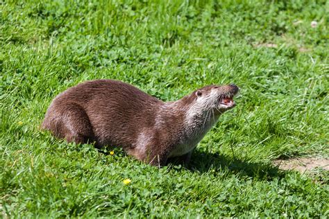 Eurasian Otter in natural habitat 6938517 Stock Photo at Vecteezy