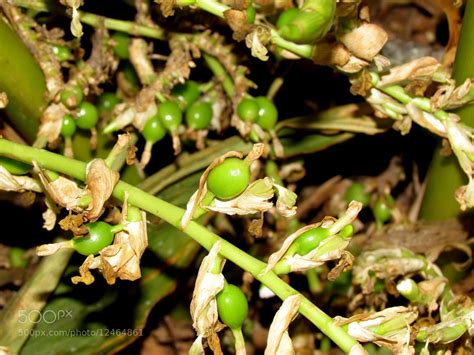 Pin on Flowers and Spices,,,Wonders of nature