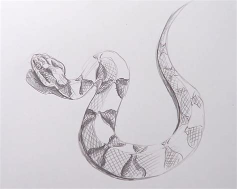 How To Draw a Snake: 10 Easy Drawing Projects