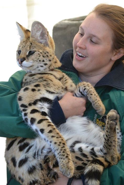 18 best serval cats images on Pinterest | Savannah cats, Serval cats and Animals