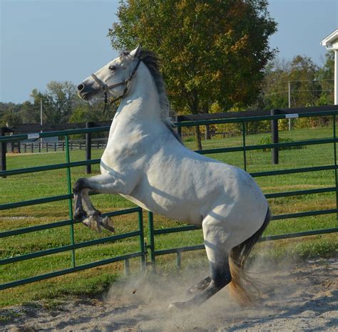 Oct 2014. Marana Thunder our four year old non gaited buckskin grey Morgan stud. Every once in a ...