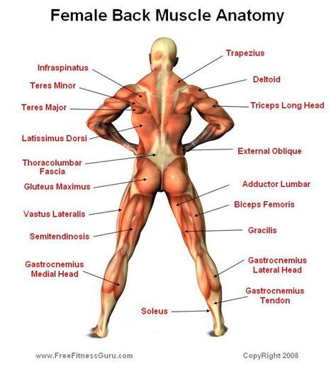 Female Back Muscles Anatomy