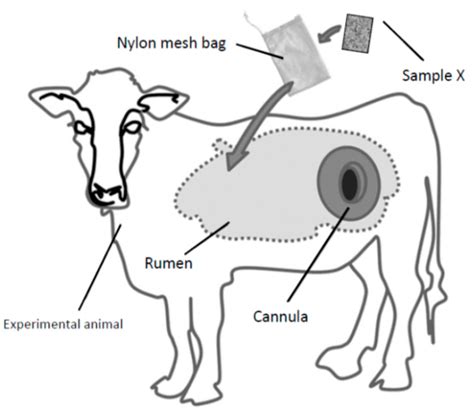 Animals | Free Full-Text | Ruminal Fistulation and Cannulation: A Necessary Procedure for the ...