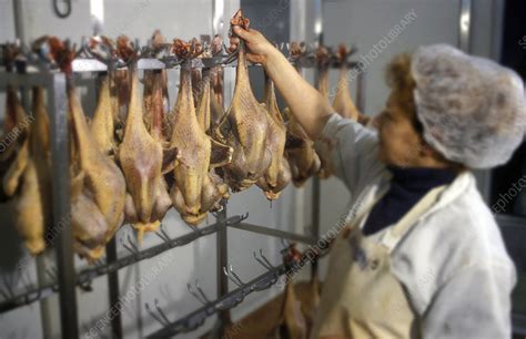 Chicken slaughterhouse - Stock Image - T935/0021 - Science Photo Library