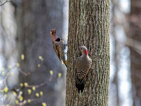 Northern Flicker or Red-bellied Woodpecker: What Are The… | Birdfact