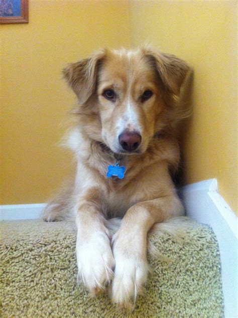 Golden border- golden retriever border collie mix