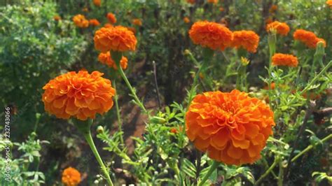 Marigold flower as a new Indian symbol of remembrance of Indian Soldiers who fought in World War ...