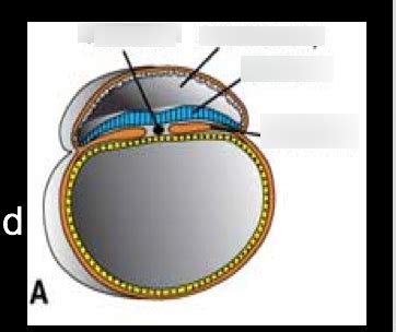 Gastrulation a Diagram | Quizlet