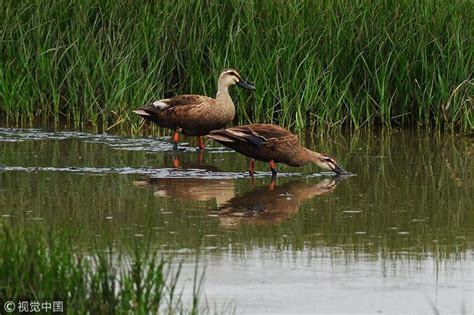 Wild birds luxuriate in estuary