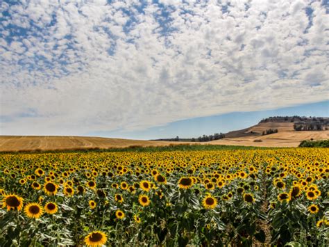 Outside the Spanish town of Carmona, sunflower fields span 5,000 hectares. - takehanx ...