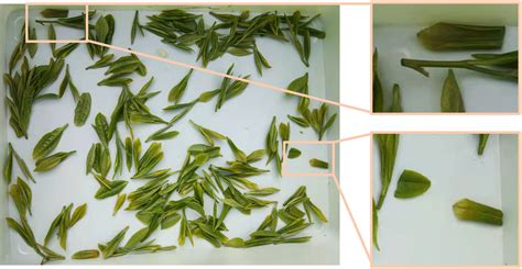 Frontiers | Continuous identification of the tea shoot tip and accurate positioning of picking ...