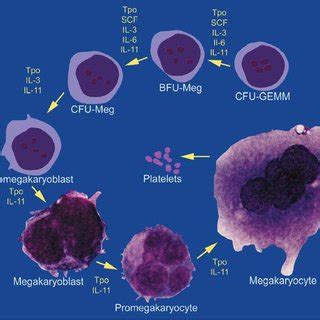 Steps in platelet plug formation. (A) Prior to vascular injury ...