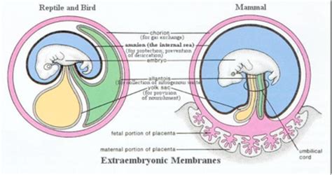 Class Mammalia – The Biology Classroom