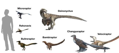 The size of several Dromaeosaurs : r/Naturewasmetal