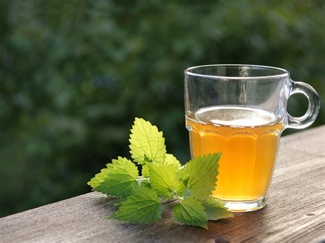 Buy Stinging Nettle Leaf Tea: benefits, How to Make, Side effects | Herbal Teas Online