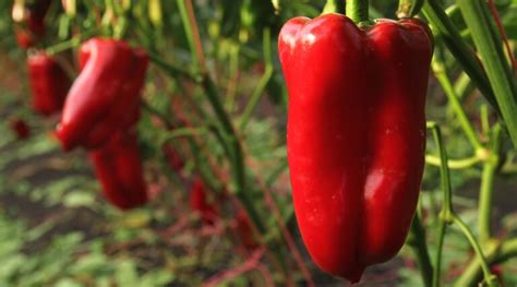 46 Types of Sweet Peppers to Grow This Season