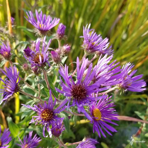 Aster novae-angliae 'Purple Dome' #1 (New England Aster) - Scioto ...