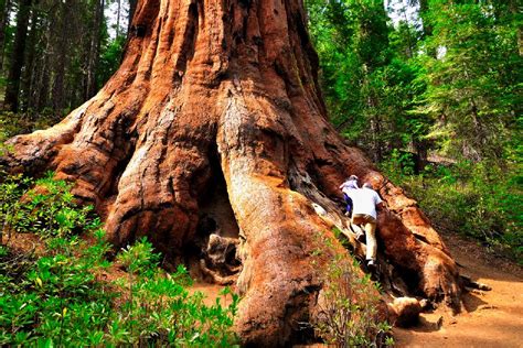 Giants redwoods - California - United States of America