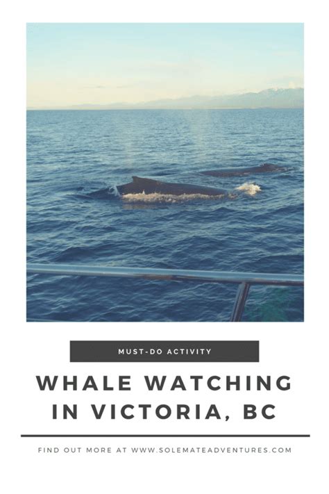 Whale Watching in Victoria, BC - Solemate Adventures