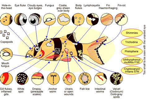 Fish N Tips: Common Fresh Water Fish Diseases