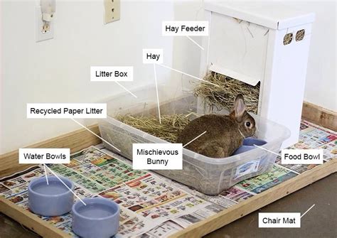 House bunny essentials | Rabbit litter, Indoor rabbit, Pet bunny